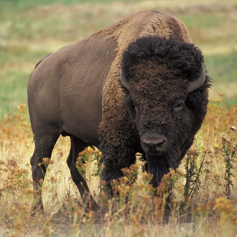 A bison has a hump over the front shoulders and slimmer hindquarters. - History By Mail