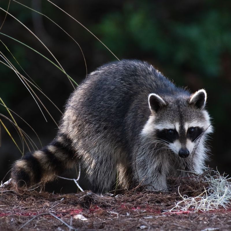 Long, thick fur gives raccoons a typical gray-brown color, with variations ranging from sienna to silver. - History By Mail