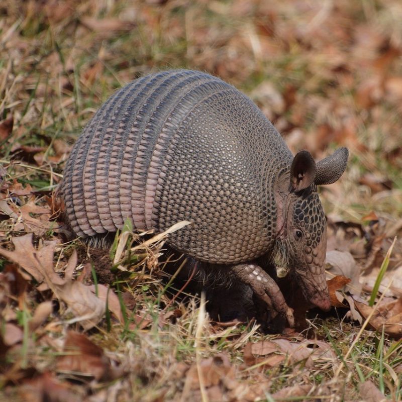The nine-banded armadillo has a gray to brownish-gray body that is 15-17 inches long. - History By Mail