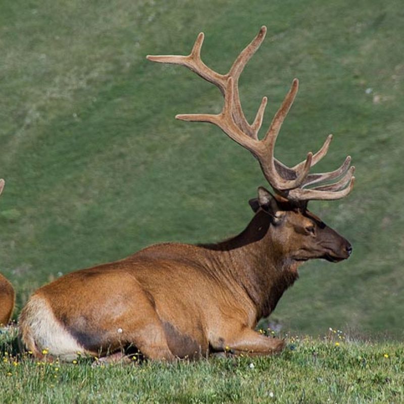 A rocky mountain elk with large antlers. - History By Mail