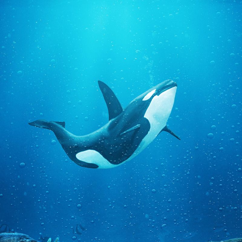 Killer whales are mostly black on top with white undersides and white patches near the eyes. - History By Mail