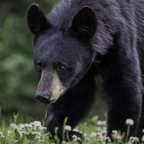 A black bear has a tan muzzle and a white patch on its chest. - History By Mail