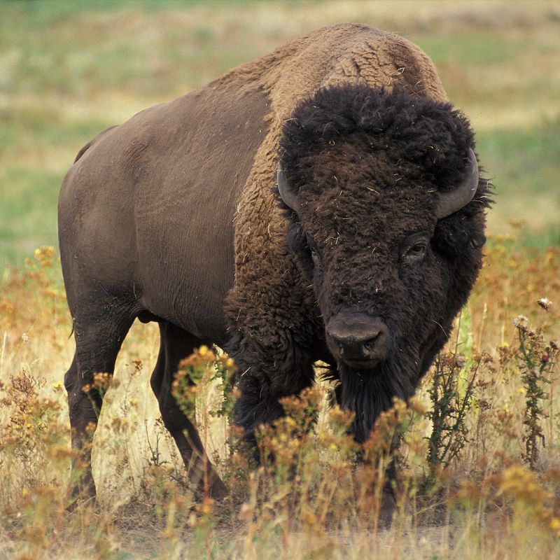 Bison are characterized by a hump over the front shoulders and slimmer hindquarters. - History By Mail