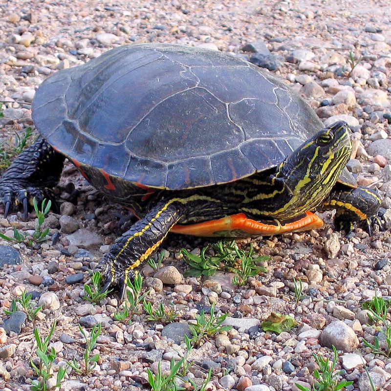 Western painted turtles are marked with bright colors of red, yellow and olive on their neck, head, tail, legs and lower shell. - History By Mail