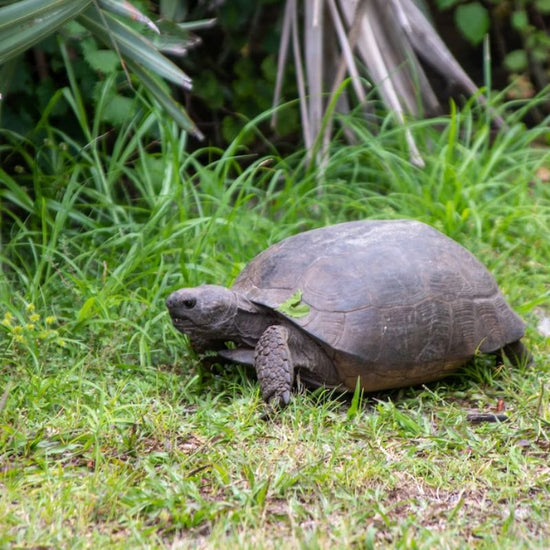 A Gopher tortoise has stumpy, elephantine hind feet and flattened, shovel-like forelimbs covered in thick scales. - History By Mail