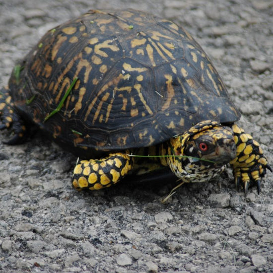 Ornate Box Turtles have a flattened dome-like shell that is brown and marked with radiating yellow marks that look like starbursts. - History By Mail