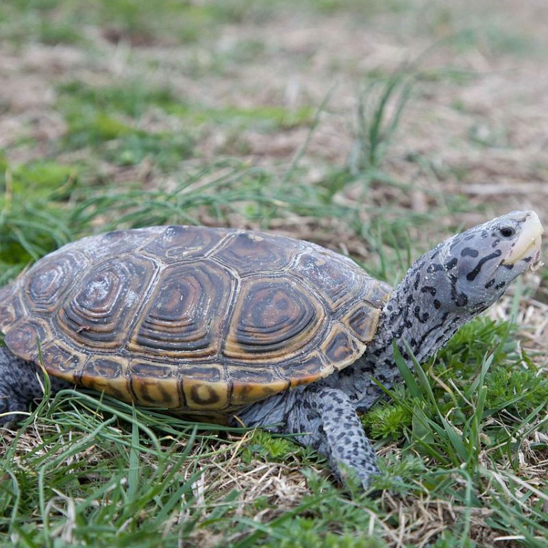 Diamondback terrapins are aquatic turtles with concentric, diamond-shaped markings and grooves on the scutes of their carapace. - History By Mail