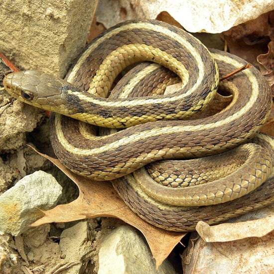 Garter snakes have three light stripes that run along the length of their body on a black, brown, gray, or olive background. - History By Mail
