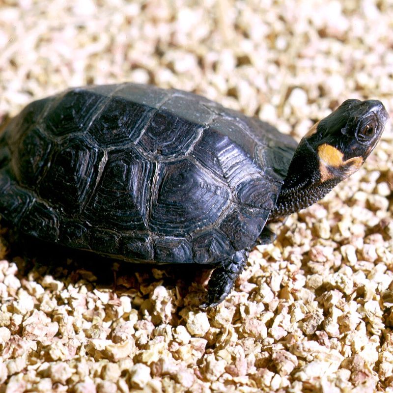 A bog turtle has an orange or yellow head patch which is sometimes divided into 2 parts. - History By Mail