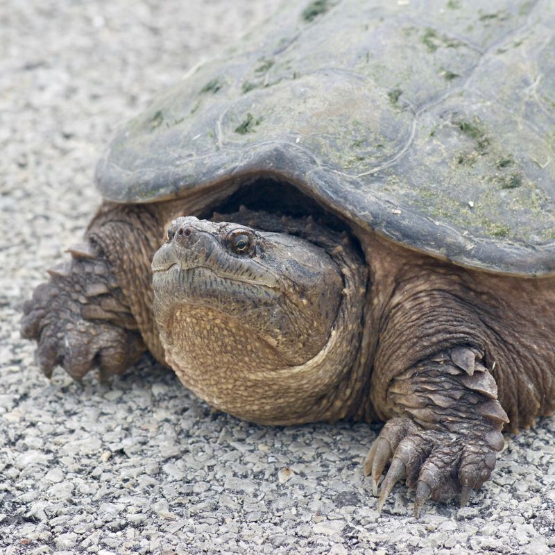 Snapping turtles are tan to black in color and have a rough upper shell, a small cross-shaped lower shell, a long tail, and a large head with hooked jaws. - History By Mail