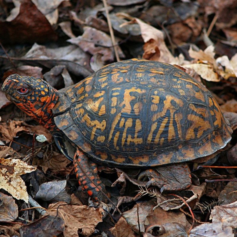 An eastern box turtle has a high-domed, rounded, hard upper shell, called a carapace. - History By Mail