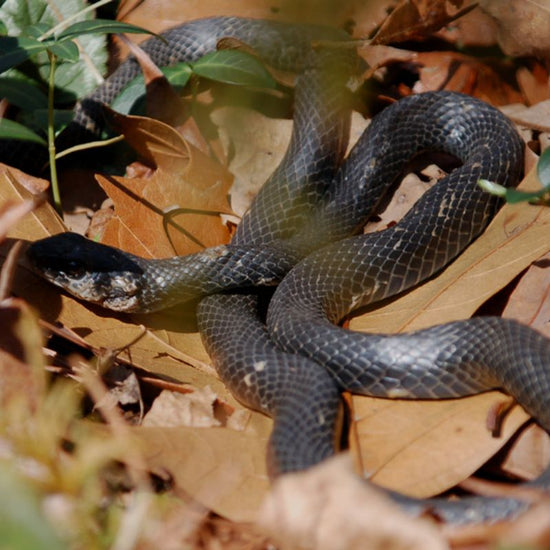 A black racer has a solid black, cylindrical body with a bluish belly and white chin. - History By Mail