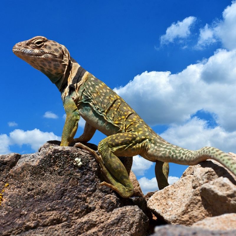 The collared lizard (Crotaphytus collaris) is distinguished by the two black collars around its neck. - History By Mail