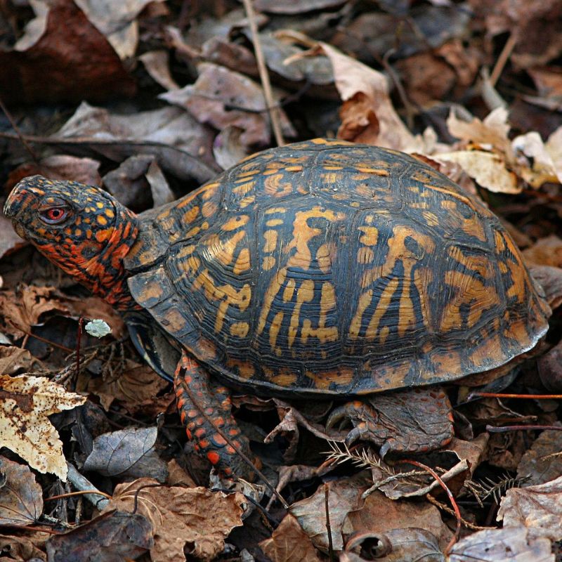The vivid, orange and yellow markings on its dark brown shell distinguish it from other box turtles. - History By Mail