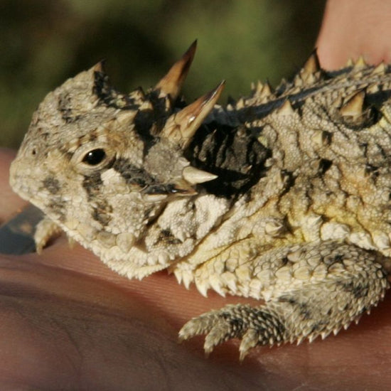 The Texas horned lizard's head has numerous horns, all of which are prominent, with two central head spines being much longer than any of the others. - History By Mail