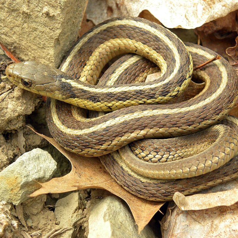 The eastern garter snake's backs are dark brown, green, or olive-colored with a distinct yellow or white stripe running down the center. - History By Mail