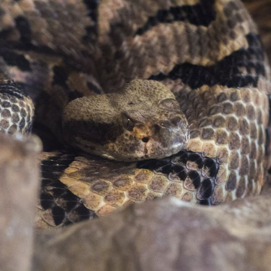 The timber rattlesnake is a large, heavy-bodied snake with a series of large, black, chevron-like crossbands down the tan body. - History By Mail