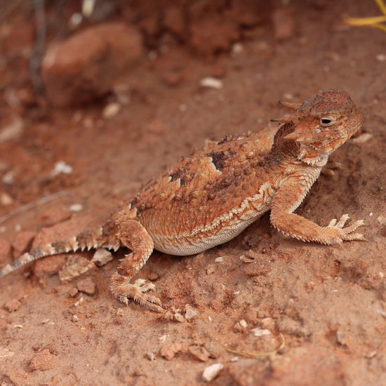 Horned toads are characterized by daggerlike head spines or horns. - History By Mail