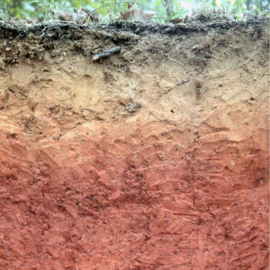 The Bama soil has a dark brown sandy loam. - History By Mail