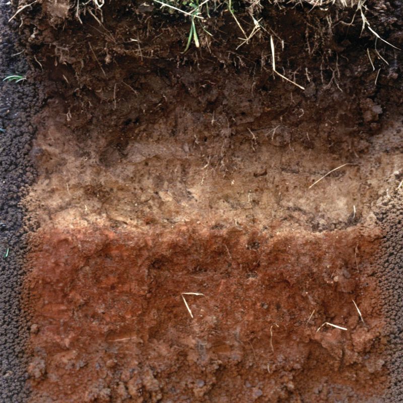 The Stuttgart soil has a layer of dark grayish brown and grayish brown silt loam. - History By Mail