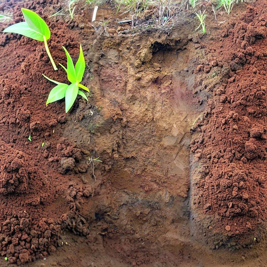 Hilo soils are deep, well-drained soils that are formed in material weathered from volcanic ash deposits underlain by lava flows. - History By Mail