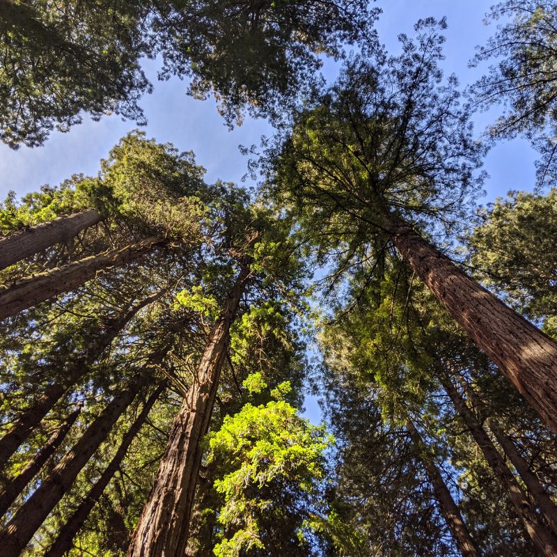 The California redwood is identified by its straight, tall trunk, thick reddish-brown bark, slightly drooping branches, and conical crown. - History By Mail