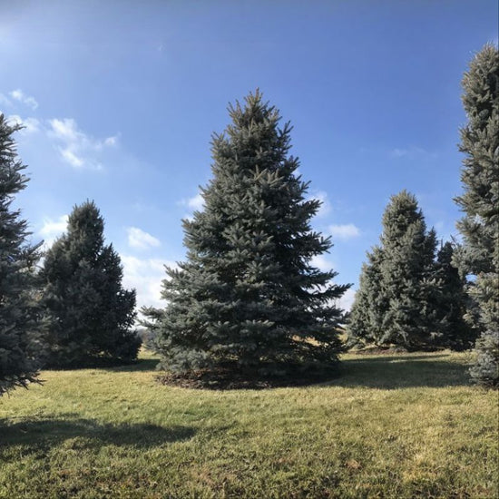 The Colorado Blue Spruce has a stiff, bristly, square, green to blue-green needles point outward from the branches in all directions. - History By Mail