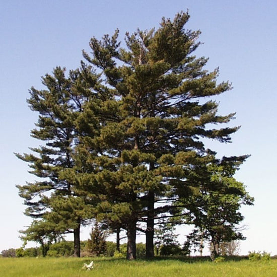 A white pine has long, narrow yellowish-brown cones 6-8 inches long. - History By Mail