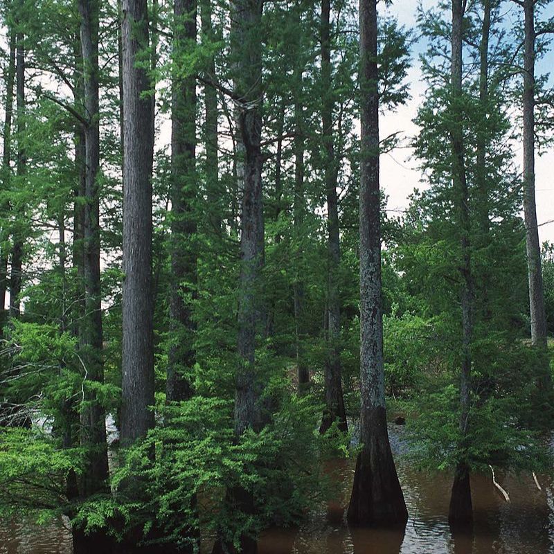 The bald cypress is cone- or pyramid-shaped. - History By Mail