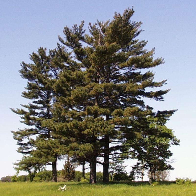 A white pine has a straight trunk with a crown of horizontal branches. - History By Mail