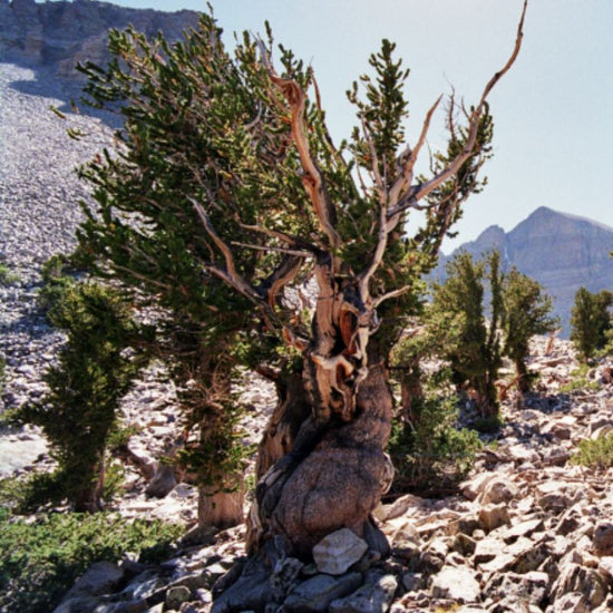 Bristlecone pines are small to medium-sized windblown trees. - History By Mail