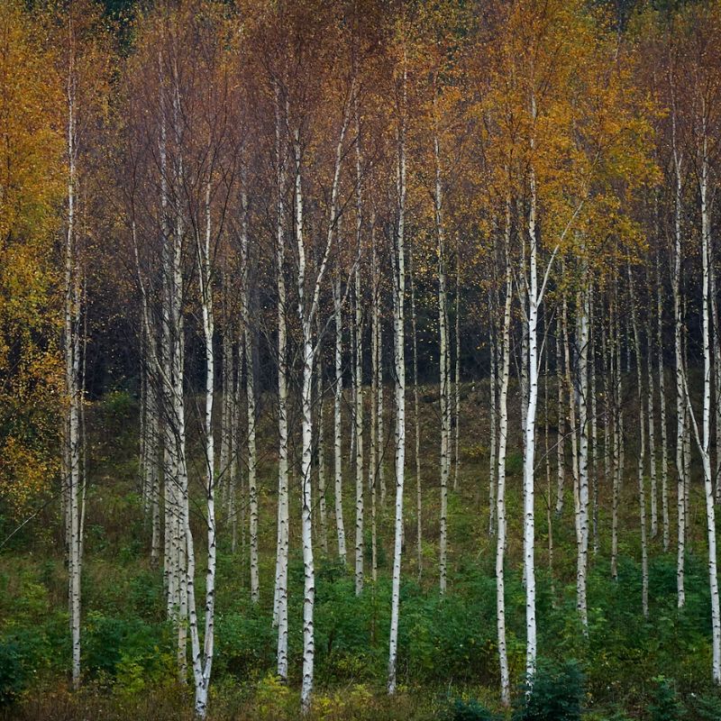 A white birch has slender drooping branches and small sharp-pointed leaves. - History By Mail