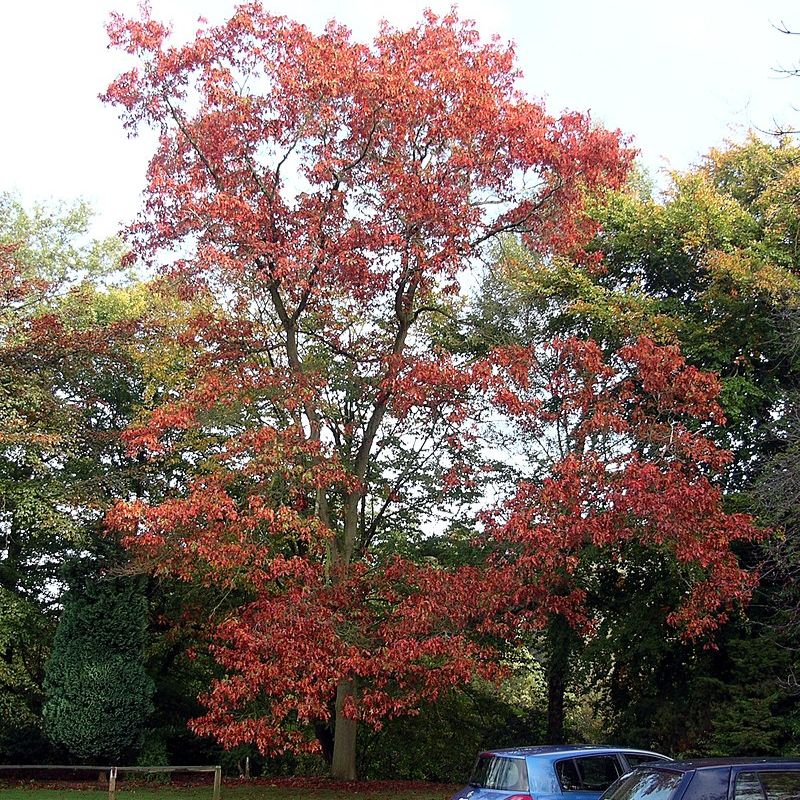A tall tree with red leaves. - History By Mail