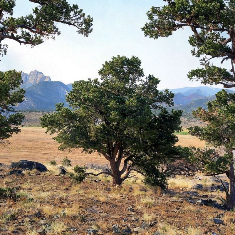 The needles of this pine come in pairs, earning it the nickname “two-needle piñon.” - History By Mail