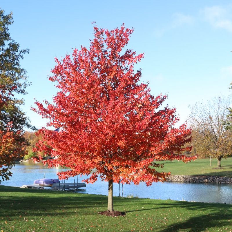 A young sugar maple tree with red leaves. - History By Mail
