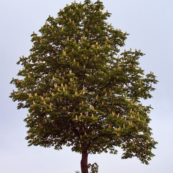 Ohio buckeye is often recognized by its rounded canopy and thick, deeply fissured, gray bark. - History By Mail