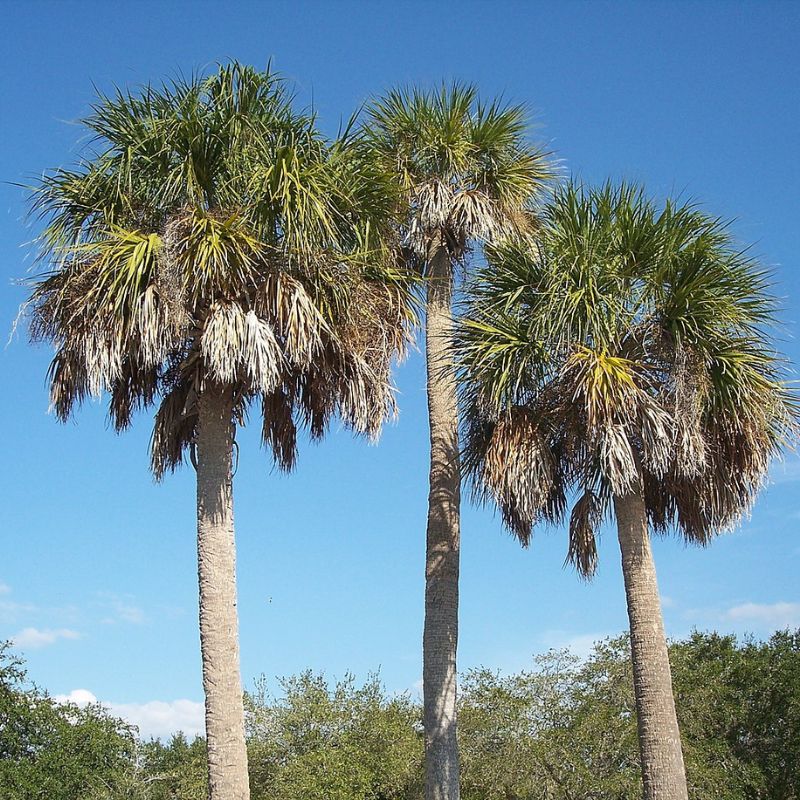 Sabal palms have curved, costapalmate, fan-shaped leaves with blades 3–4 feet long and petioles 3–6 feet long. - History By Mail