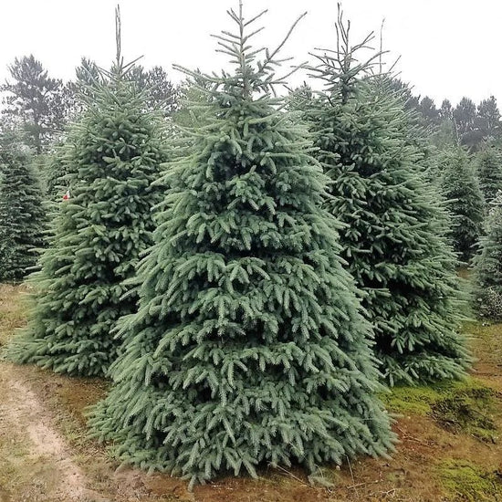 Black Hills spruce features dark green to blue-green needles that are somewhat rigid and sharply pointed. - History By Mail