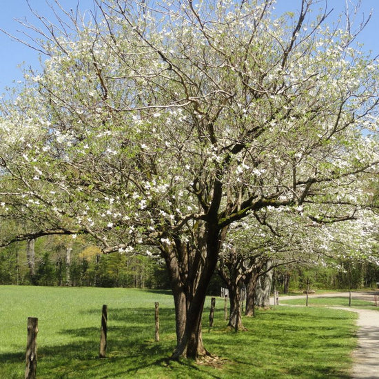 Dogwood trees are easy to recognize due to their characteristic bark, smooth oval leaves, and white flower clusters. - History By Mail