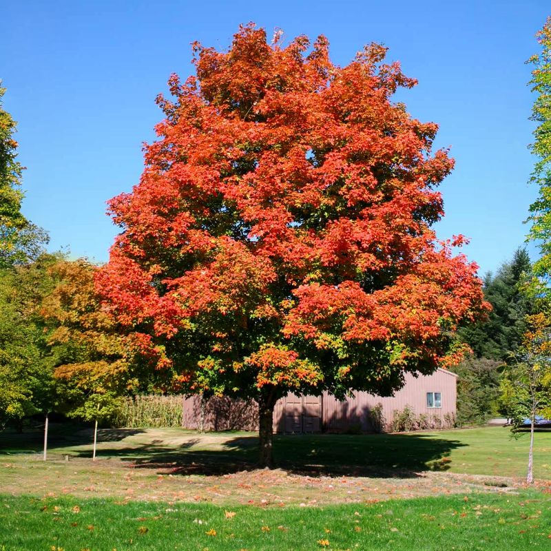 The mature Sugar Maple is a large tree, growing 50-70 feet tall, with a straight, single trunk. - History By Mail