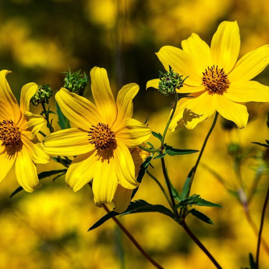 The flower heads are one to two inches across with yellow ray flowers, and red or yellow disk flowers. - History by Mail
