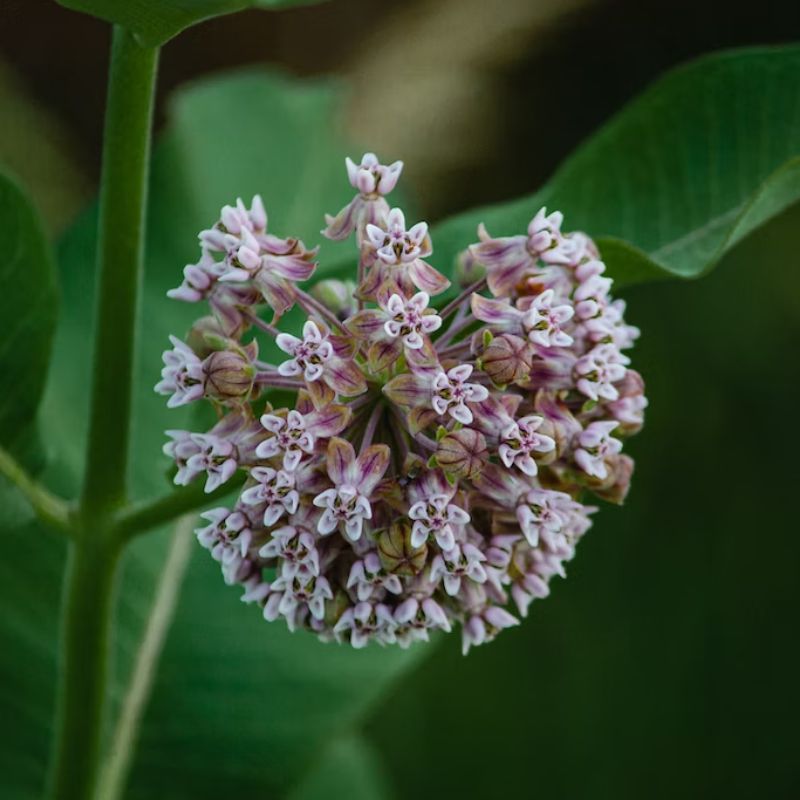The milkweed is pale pink, arranged in umbels. - History By Mail