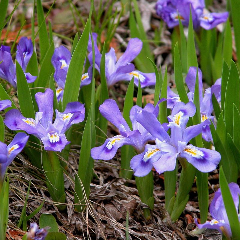 Violet-colored flowers have the typical iris structure, comprised of three downward-hanging sepals. - History By Mail