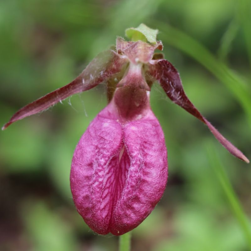 The pink petals form a downward-facing pouch that resembles a slipper or moccasin with a split in the front. - History By Mail