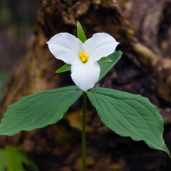 A white trillium has a short, thick rhizome from which a sheath (cataphyll) enclosed scape. - History By Mail