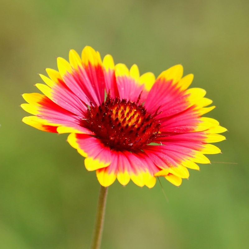 The Indian blanket has showy ray flowers that are orangish-red and marked with a broad band of yellow at the tip. - History By Mail