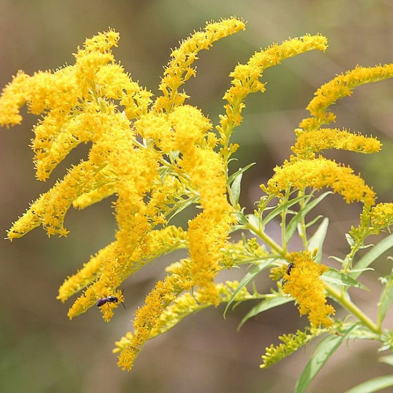 The goldenrod plant has bright yellow flowers on the top of tall, woody stems. - History By Mail