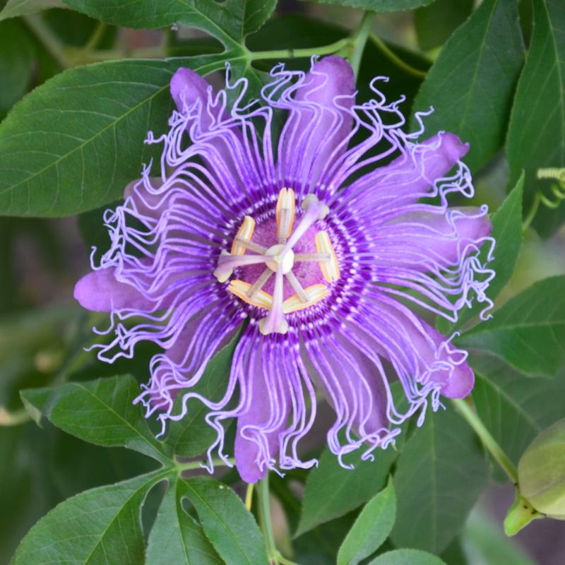 A purple passion flower features an upper border five sepals, five petals, and many threadlike or membranous outgrowths from the tube. - History By Mail